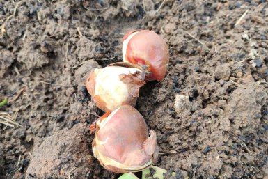 Тюльпаны Тематическое фото